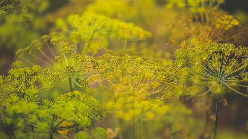 Was ist Garten Dill und seine Eigenschaften