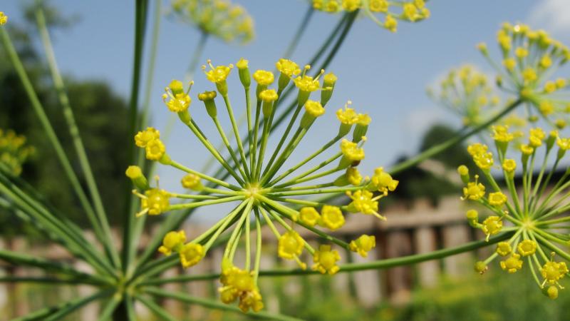 Was ist Garten Dill und seine Eigenschaften