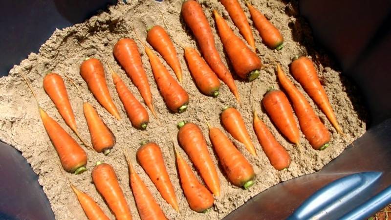 Vor- und Nachteile der schrittweisen Lagerung von Karotten im Sand