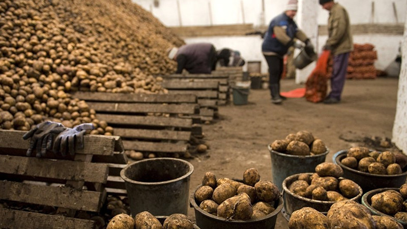 Die Nuancen der Lagerung von Kartoffeln in einem Gemüseladen: Wie schafft man optimale Bedingungen für die Ernte?