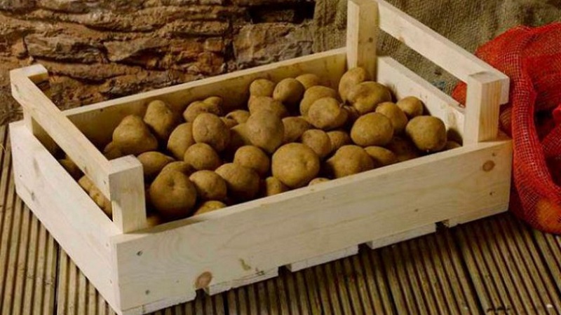 Ist es möglich, Kartoffeln im Winter auf dem Balkon zu lagern und wie man es richtig macht?