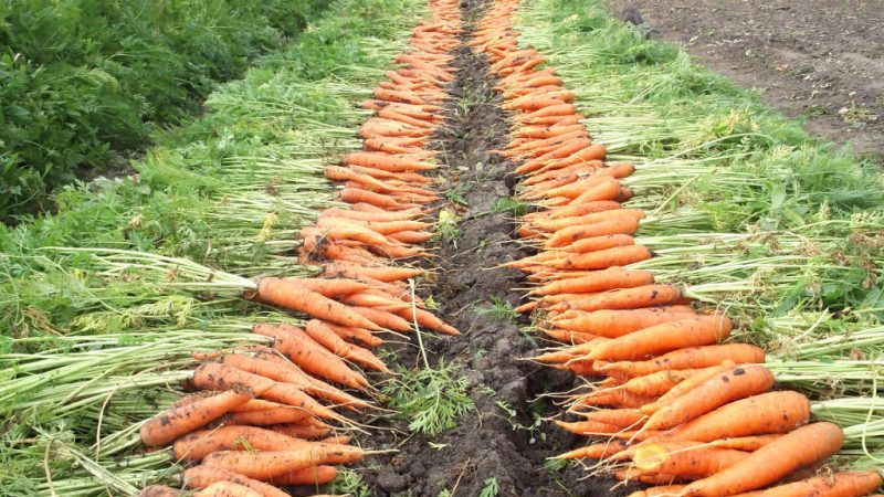 Anleitung zum Anbau von Karotten im Land für Anfänger