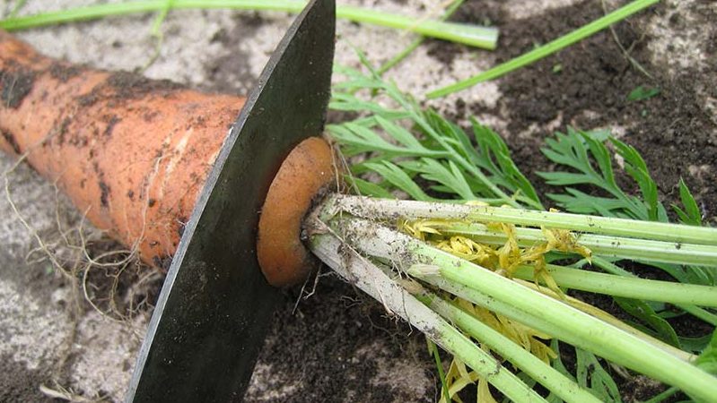 Wir speichern die Ernte richtig: wie man Karotten für die Lagerung für den Winter schneidet und warum man sie braucht