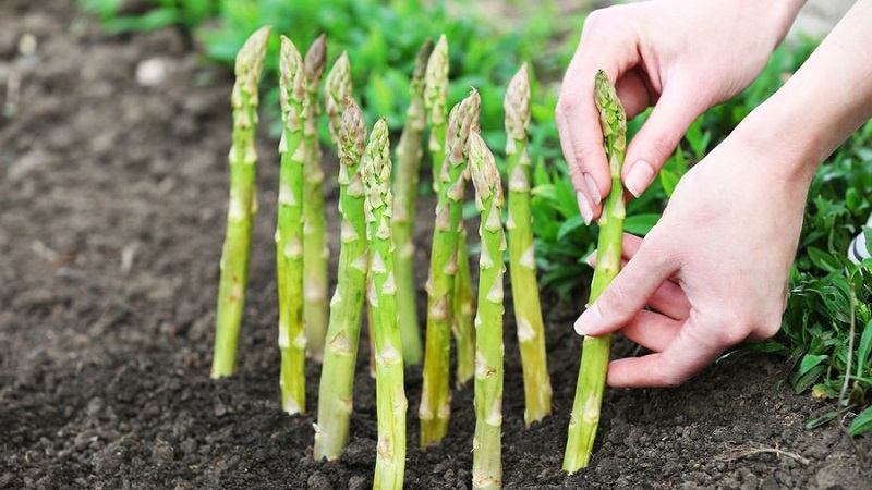 So bereiten Sie Spargel für den Winter vor: Eine Schritt-für-Schritt-Anleitung zur Vorbereitung Ihrer Betten im Herbst