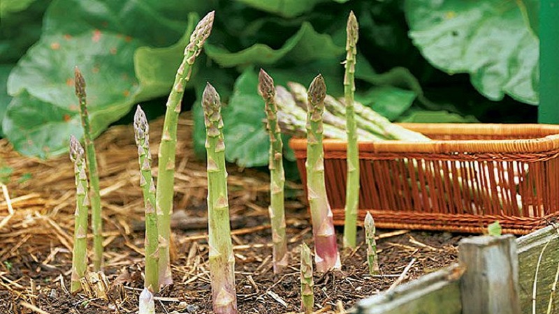 So bereiten Sie Spargel für den Winter vor: Eine Schritt-für-Schritt-Anleitung zur Vorbereitung Ihrer Betten im Herbst