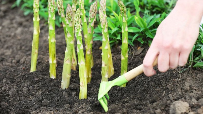 So bereiten Sie Spargel für den Winter vor: Eine Schritt-für-Schritt-Anleitung zur Vorbereitung Ihrer Betten im Herbst