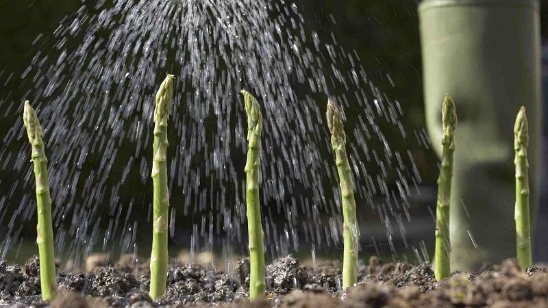 So bereiten Sie Spargel für den Winter vor: Eine Schritt-für-Schritt-Anleitung zur Vorbereitung Ihrer Betten im Herbst