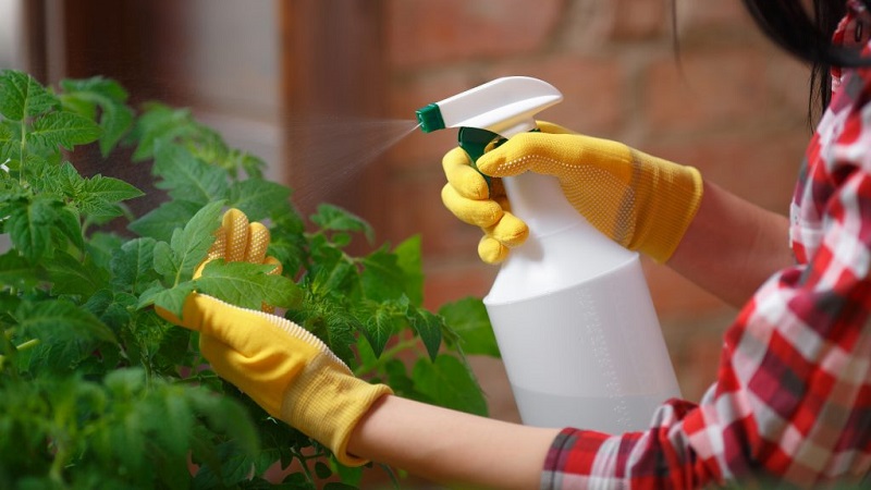 Wie man Milch, Jod und Wasser richtig für die Verarbeitung von Tomaten verwendet und wie es nützlich ist