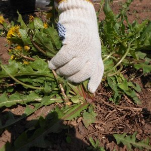 Wie man Unkrautvernichter auf Kartoffeln anwendet