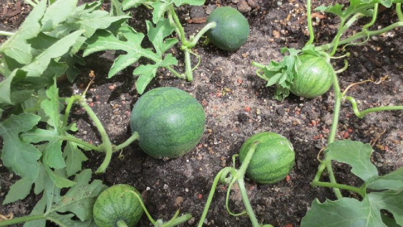 Schritt-für-Schritt-Anleitung für Gärtneranfänger: Wie man Wassermelonen auf freiem Feld kneift