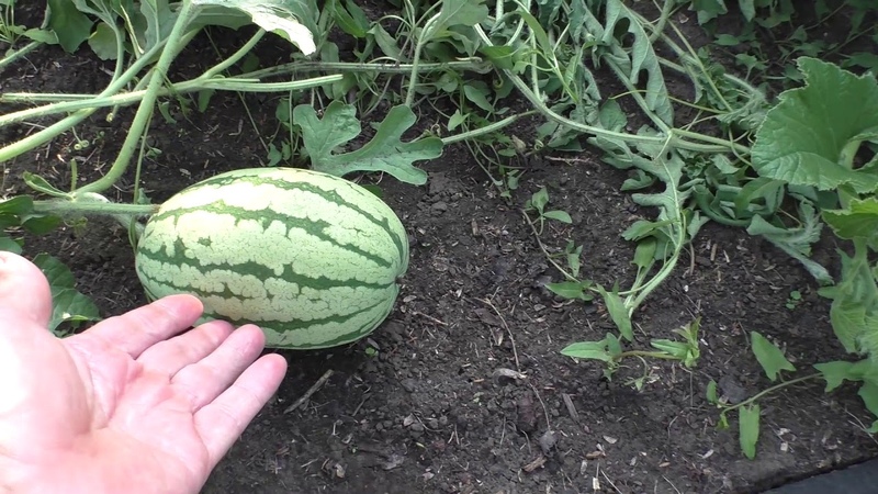 Was ist gut an einer Wassermelone ohne Samen, welche Sorten gibt es und wie kann man sie anbauen?