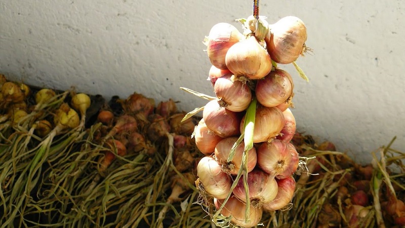 Eine Schritt-für-Schritt-Anleitung, wie Zwiebelsets bis zum Frühjahr zu Hause aufbewahrt werden