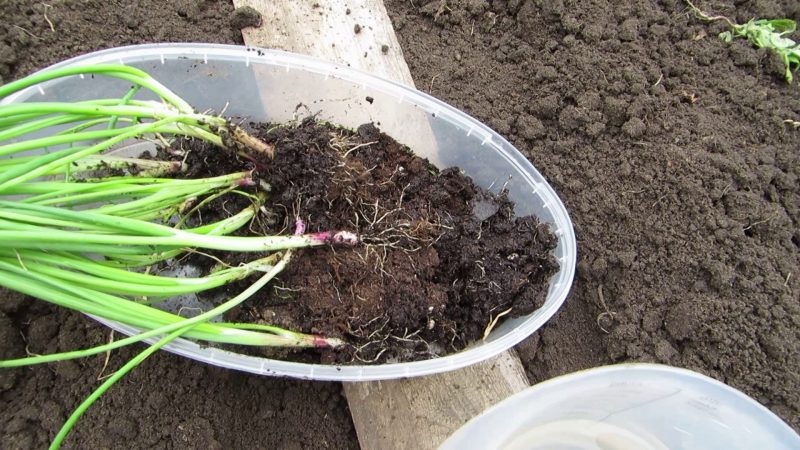 Wie man schwarze Zwiebeln züchtet: Stufenweise auf freiem Feld pflanzen und pflegen