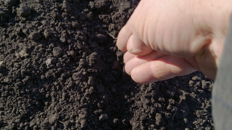 Wie man schwarze Zwiebeln züchtet: Stufenweise auf freiem Feld pflanzen und pflegen