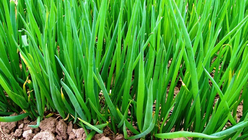 Wie man eine Batunzwiebel züchtet: Vor dem Winter auf freiem Feld pflanzen und pflegen