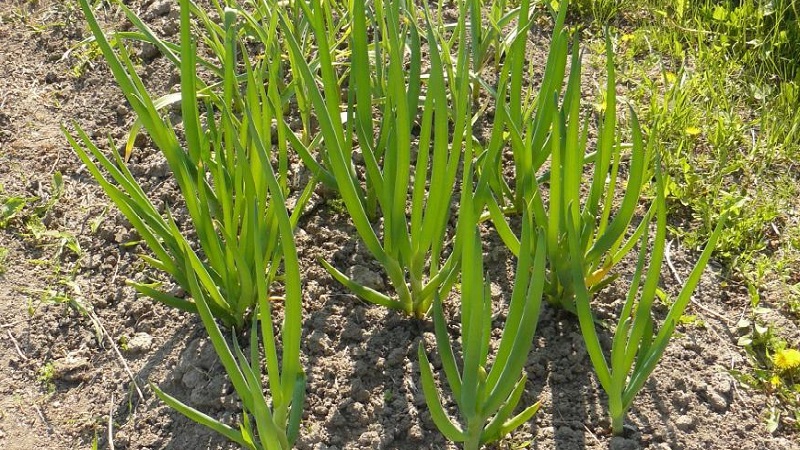 Wie man eine Batunzwiebel züchtet: Vor dem Winter auf freiem Feld pflanzen und pflegen