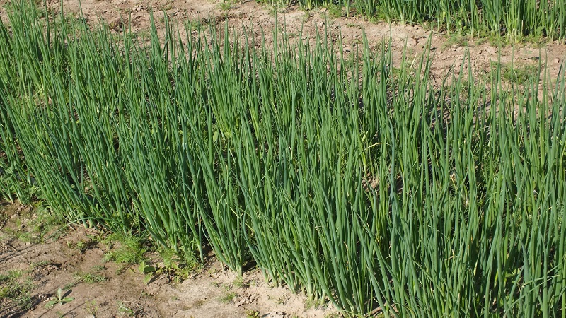 Wie man eine Batunzwiebel züchtet: Vor dem Winter auf freiem Feld pflanzen und pflegen