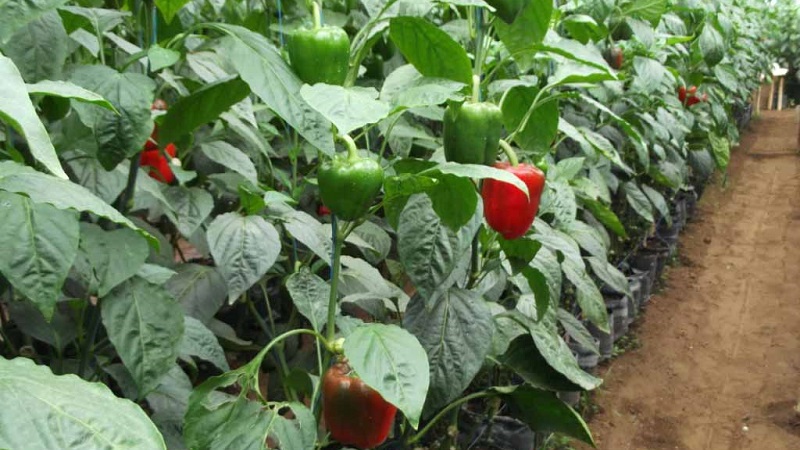 Wann man Paprika in einem Gewächshaus entfernt: Bestimmen Sie den Reifegrad der Ernte und sammeln Sie sie korrekt und pünktlich