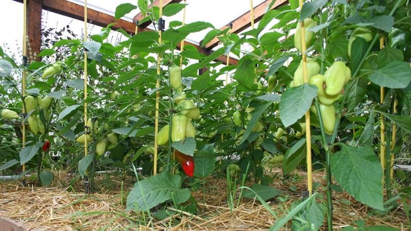 Wann man Paprika in einem Gewächshaus entfernt: Bestimmen Sie den Reifegrad der Ernte und sammeln Sie sie korrekt und pünktlich