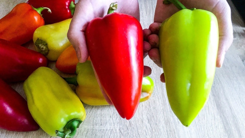 Wann man Paprika in einem Gewächshaus entfernt: Bestimmen Sie den Reifegrad der Ernte und sammeln Sie sie korrekt und pünktlich