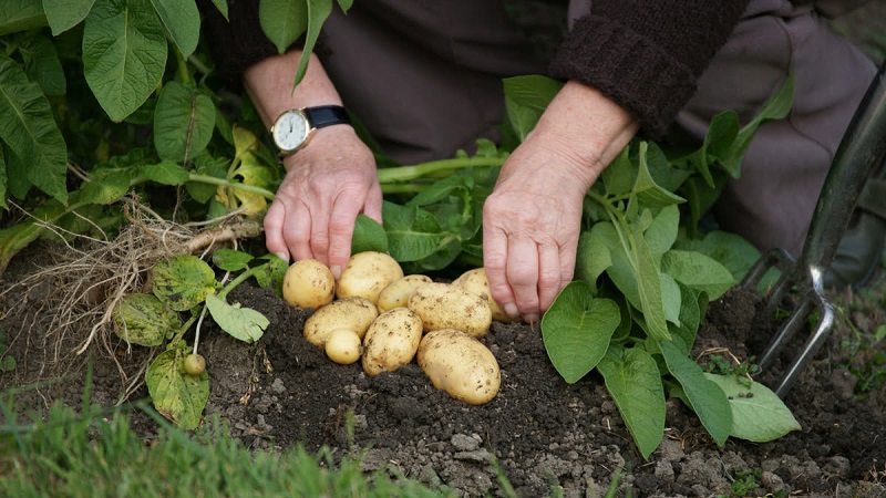 Die besten sibirischen Kartoffelsorten und Tipps für den Anbau