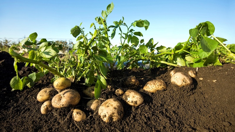 Die besten sibirischen Kartoffelsorten und Tipps für den Anbau