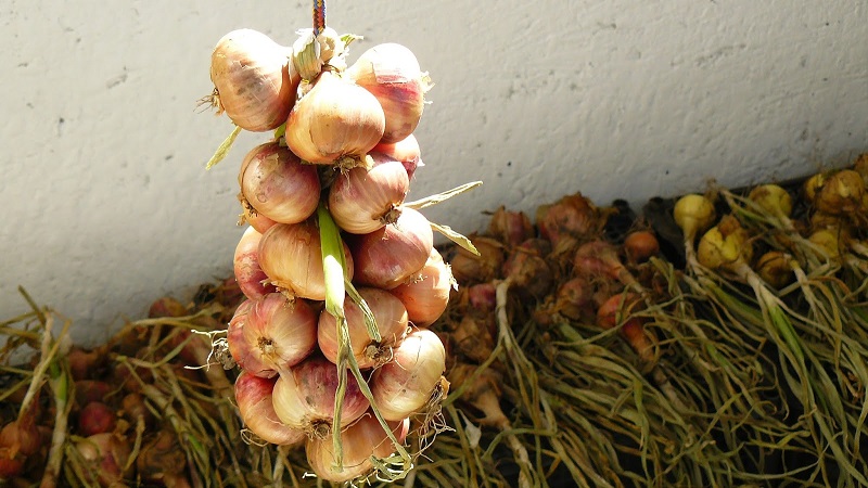 Top-Tipps: Wie man Zwiebeln nach der Ernte im Garten richtig trocknet