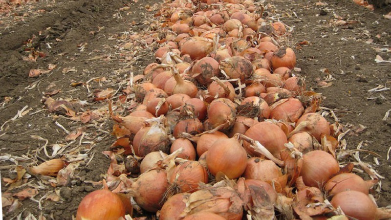 Top-Tipps: Wie man Zwiebeln nach der Ernte im Garten richtig trocknet