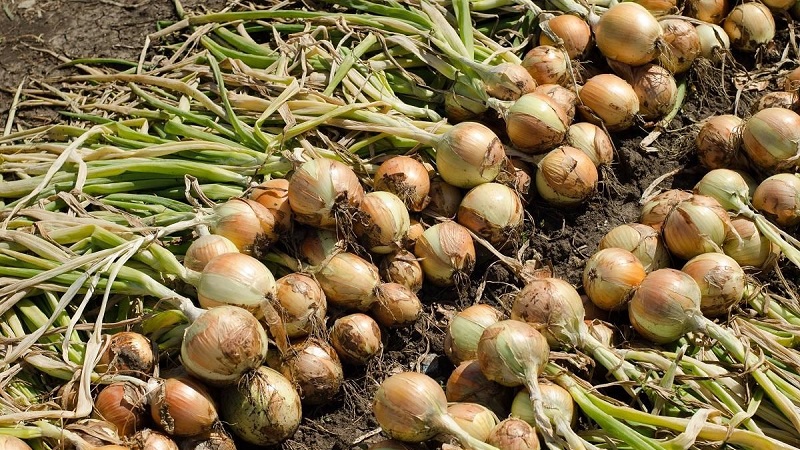 Top-Tipps: Wie man Zwiebeln nach der Ernte im Garten richtig trocknet