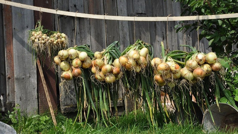 Top-Tipps: Wie man Zwiebeln nach der Ernte im Garten richtig trocknet