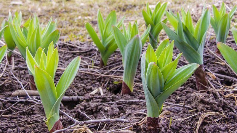 Erstaunliche Eigenschaften von Suworows Knoblauch (Anzur)