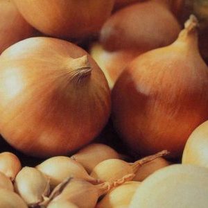 High Yielding Onion Hybrid mit erstaunlichem Geschmack - Centurion