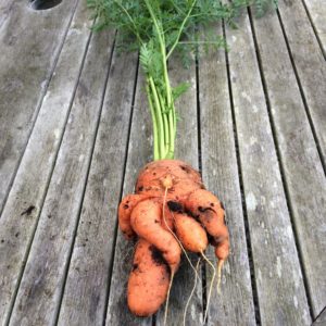 Gründe, warum Karotten knorrig und geil sind und Methoden, um sogar Wurzelfrüchte anzubauen