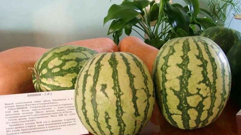 Ist es möglich, rosa Wassermelone zu essen und warum ist es so