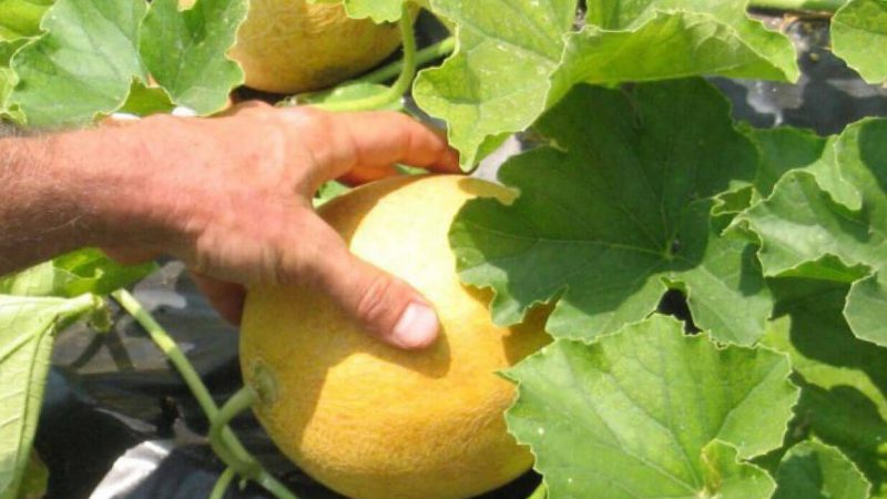 Merkmale des Melonenanbaus in der Region Moskau auf freiem Feld