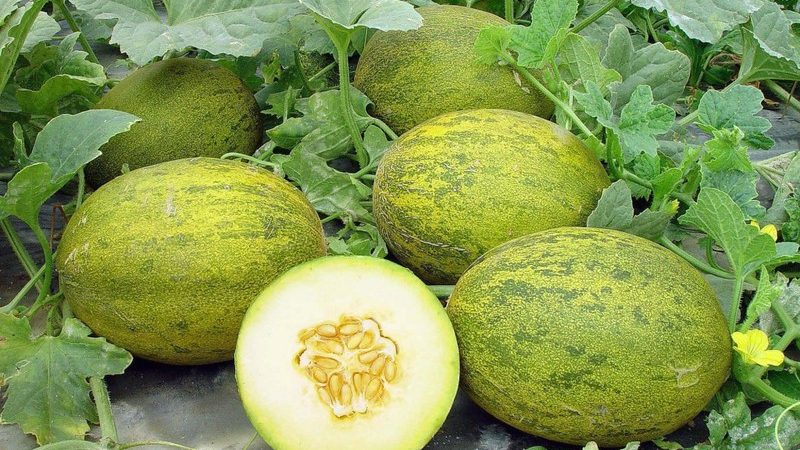 Merkmale des Melonenanbaus in der Region Moskau auf freiem Feld