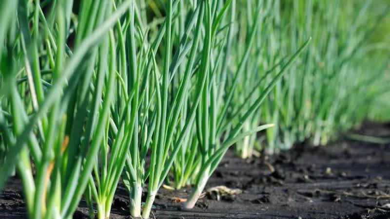 Schritt-für-Schritt-Anleitung zum Umpflanzen und Pflegen von Batun-Zwiebeln im Herbst