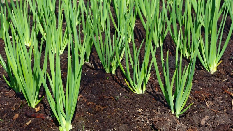 Schritt-für-Schritt-Anleitung zum Umpflanzen und Pflegen von Batun-Zwiebeln im Herbst