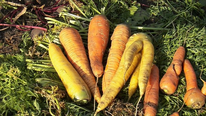 Nützliche Eigenschaften von gelben Karotten und was ist der Unterschied zu gewöhnlicher Orange