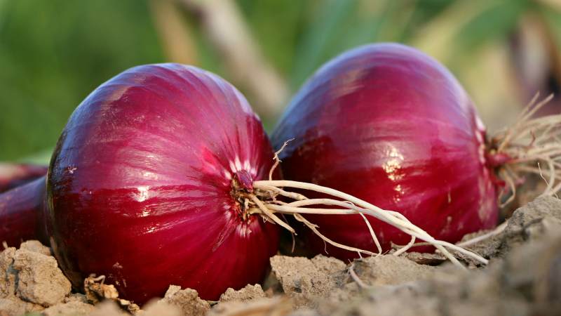 Die Vorteile und Nachteile von roten Zwiebeln für den menschlichen Körper