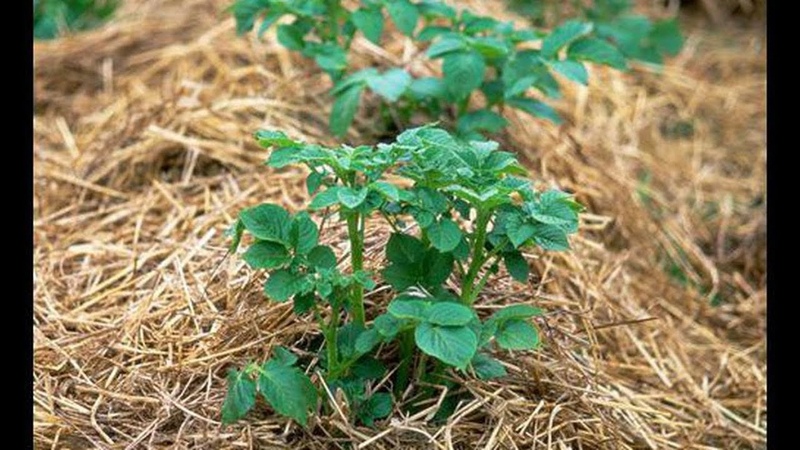 Wie man Kartoffeln richtig unter Stroh im Garten pflanzt