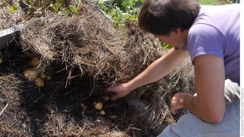 Wie man Kartoffeln richtig unter Stroh im Garten pflanzt