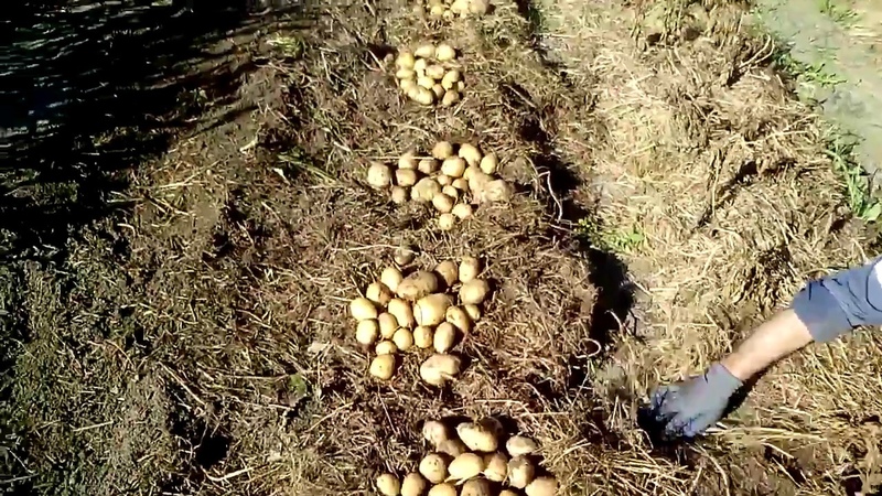 Wie man Kartoffeln richtig unter Stroh im Garten pflanzt