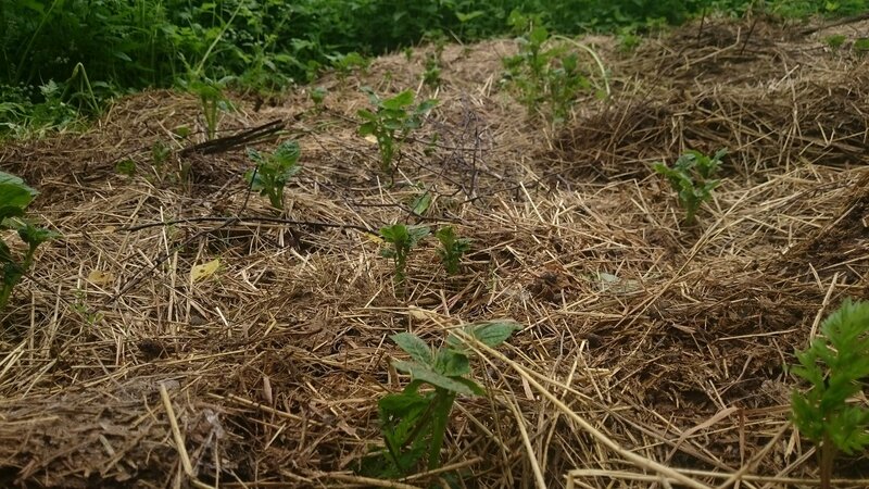 Wie man Kartoffeln richtig unter Stroh im Garten pflanzt