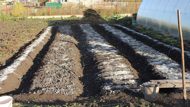 Schritt-für-Schritt-Anleitung zur Vorbereitung eines Bettes für Zwiebeln im Herbst