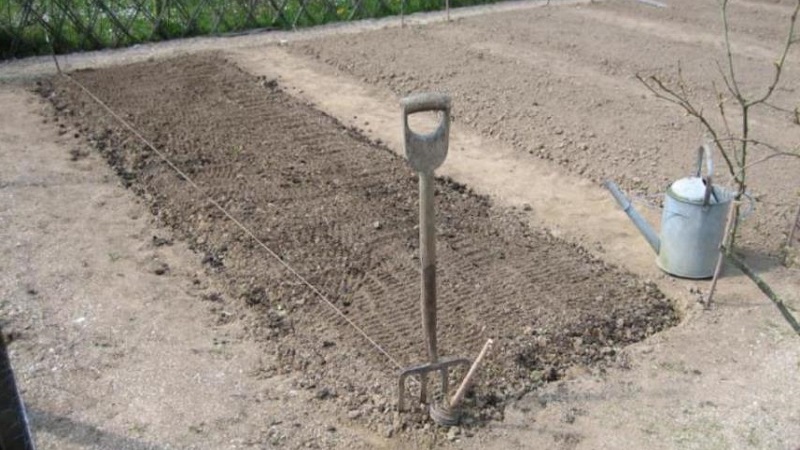 Schritt-für-Schritt-Anleitung zur Vorbereitung eines Bettes für Zwiebeln im Herbst