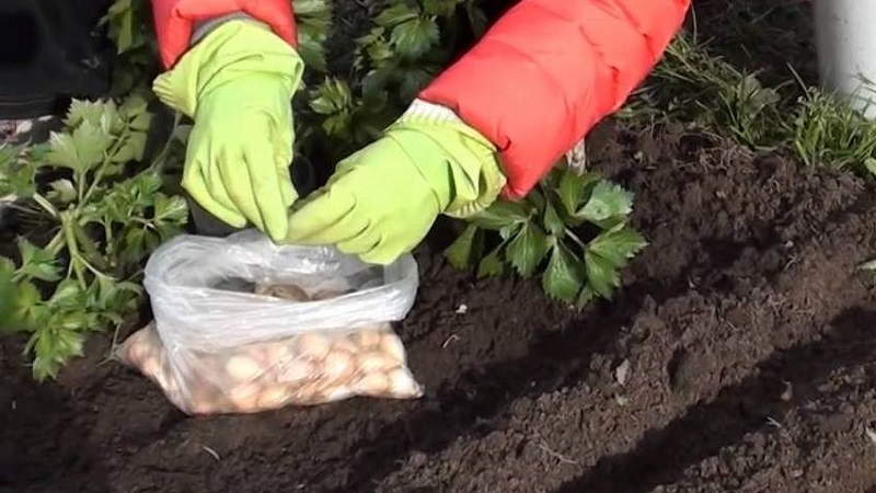 Schritt-für-Schritt-Anleitung zur Vorbereitung eines Bettes für Zwiebeln im Herbst