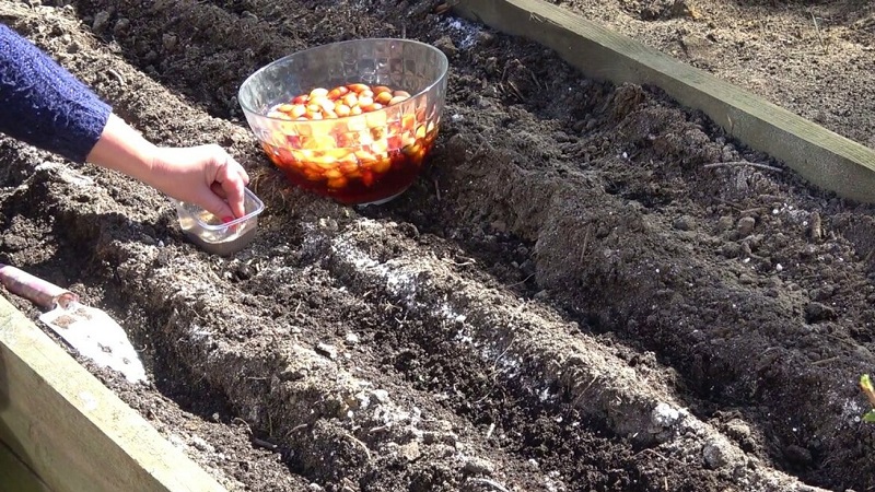 Schritt-für-Schritt-Anleitung zur Vorbereitung eines Bettes für Zwiebeln im Herbst