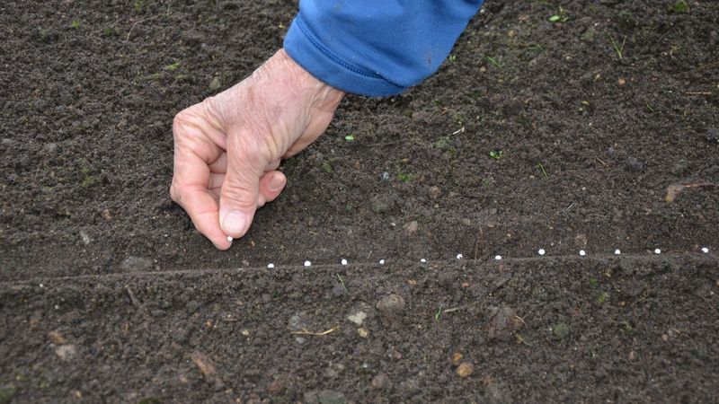 Schritt-für-Schritt-Anleitung zum Züchten von Karotten von Grund auf