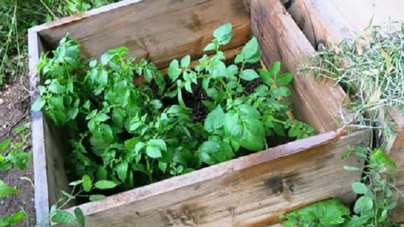 Eine Schritt-für-Schritt-Anleitung zum Anbau von Kartoffeln in Kisten und Kisten